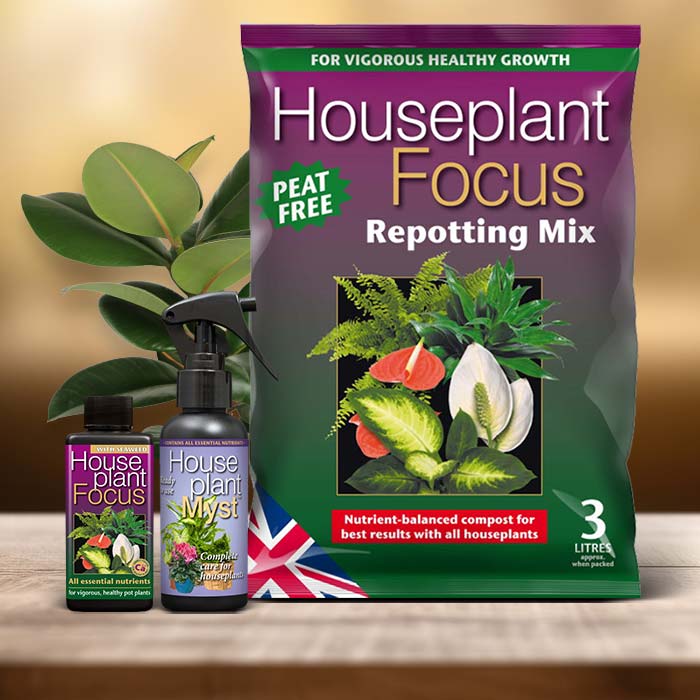 Ficus Elastica Plant Care Kit| Small Indoor Plants