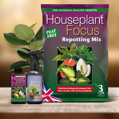 Ficus Elastica Plant Care Kit| Small Indoor Plants