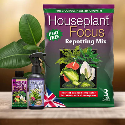 Ficus Plant Care Kit| Small Indoor Plants