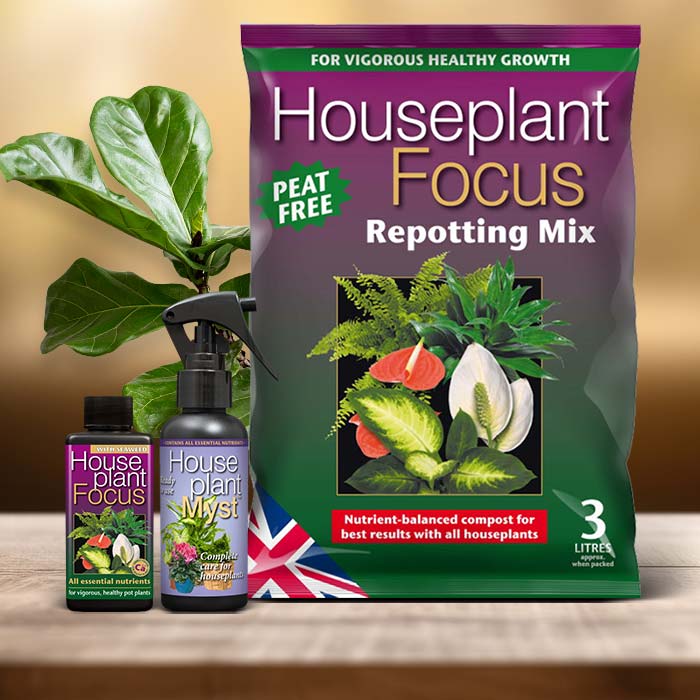 Fiddle Leaf Fig Plant Care Kit| Small Indoor Plants