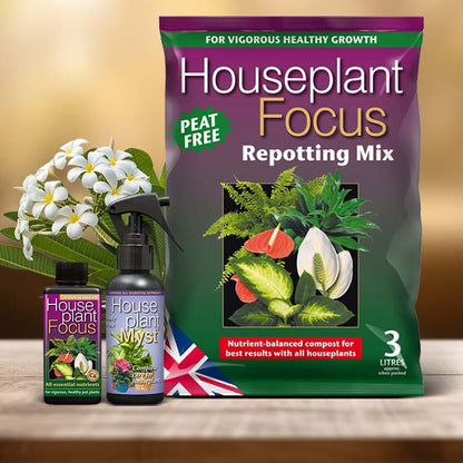 Frangipani Plant Care Kit| Small Indoor Plants