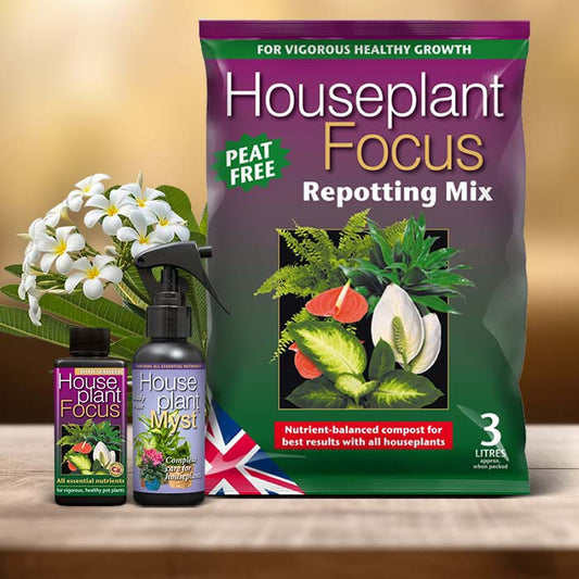 Frangipani Plant Care Kit| Small Indoor Plants