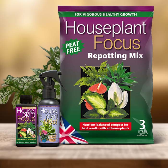 Hypoestes Phyllostachya Plant Care Kit| Small Indoor Plants
