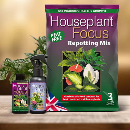 Hypoestes Phyllostachya Plant Care Kit| Small Indoor Plants