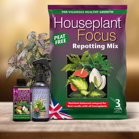 Hypoestes Sanguinolenta Plant Care Kit| Small Indoor Plants
