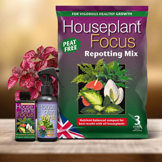 Iresine Plant Care Kit| Small Indoor Plants