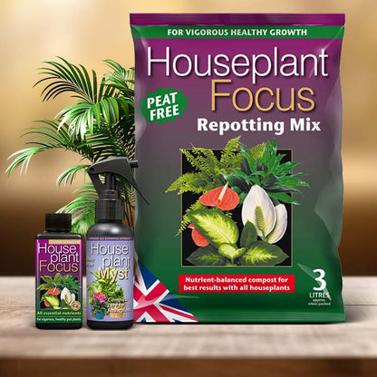 Kentia Palm Plant Care Kit| Small Indoor Plants