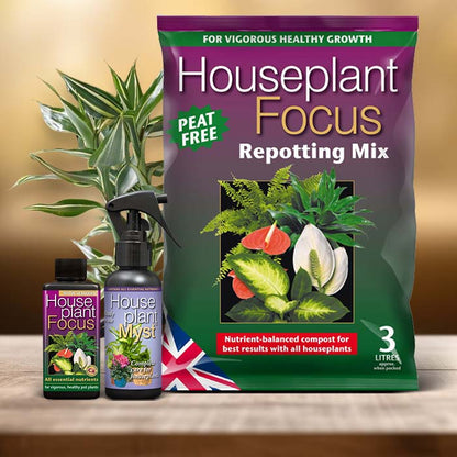 Lucky Bamboo Plant Care Kit| Small Indoor Plants