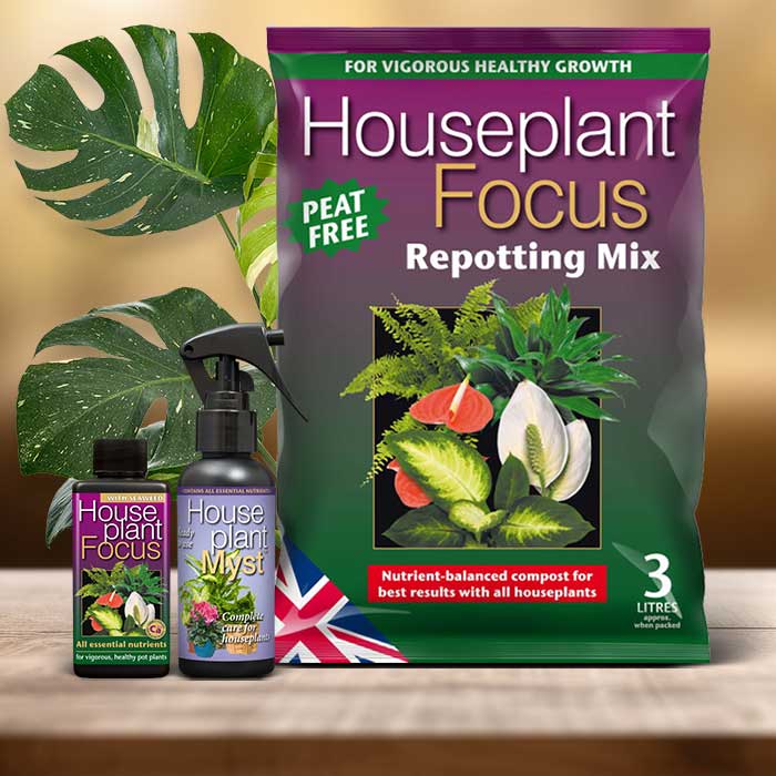 Monstera Deliciosa Plant Care Kit| Small Indoor Plants