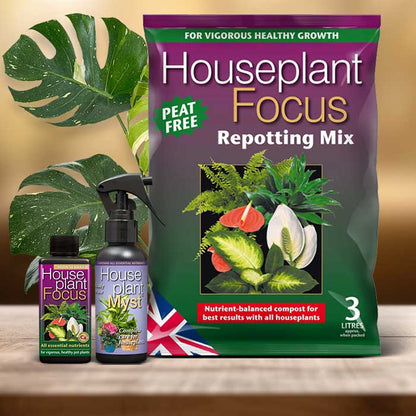 Monstera Deliciosa Plant Care Kit| Small Indoor Plants