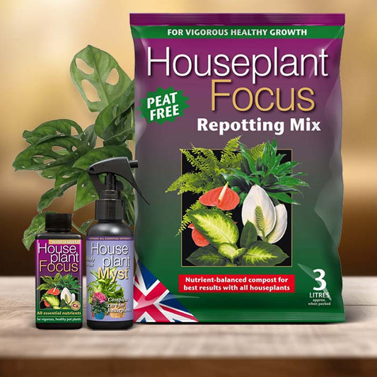 Monstera Monkey Mask Plant Care Kit| Small Indoor Plants