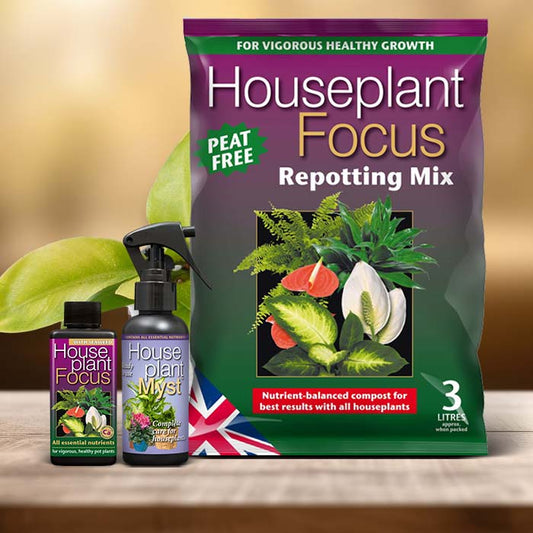 Moonlight Philodendron Plant Care Kit| Small Indoor Plants