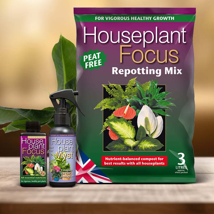 Musa Plant Care Kit| Small Indoor Plants