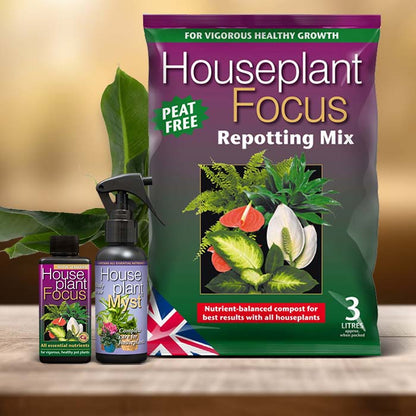Musa Plant Care Kit| Small Indoor Plants