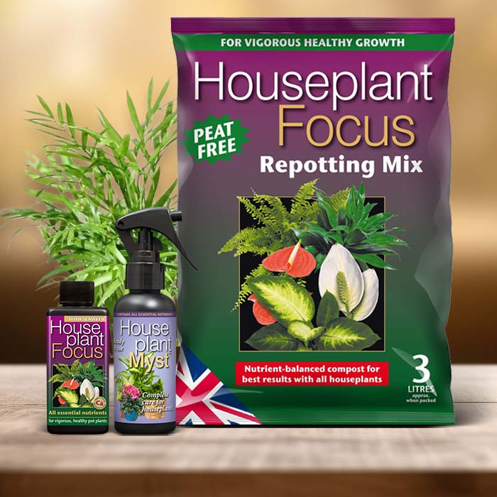 Parlour Palm Plant Care Kit| Small Indoor Plants