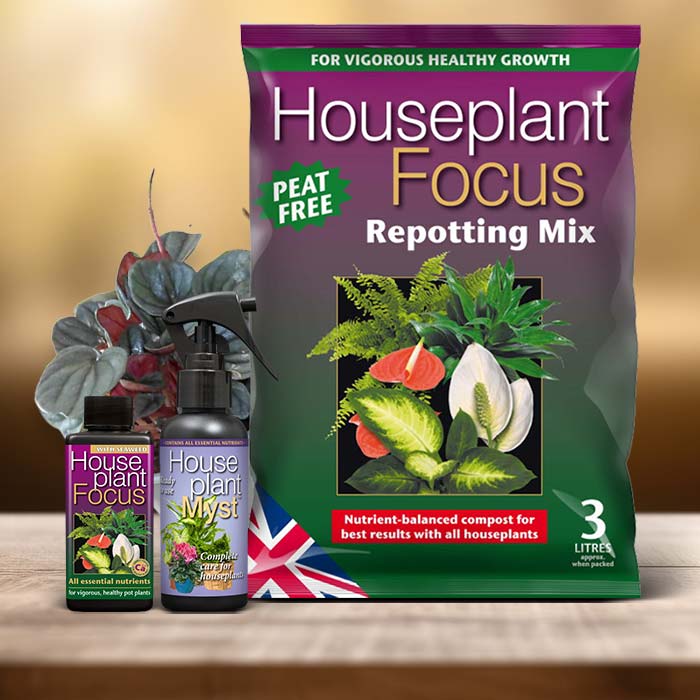 Peperomia Plant Care Kit| Small Indoor Plants