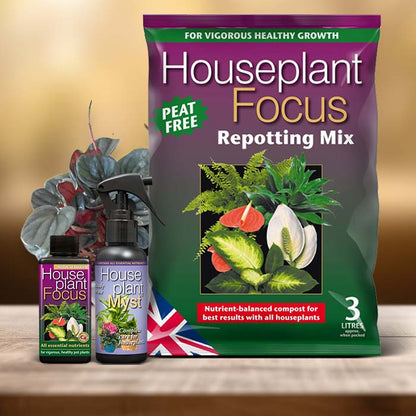 Peperomia Plant Care Kit| Small Indoor Plants