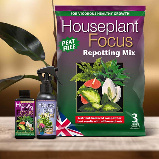 Philodendron Autumn Falls Plant Care Kit| Small Indoor Plants