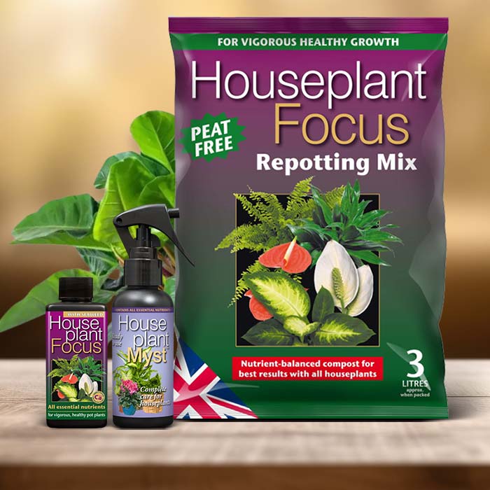 Philodendron Erubescens Plant Care Kit| Small Indoor Plants