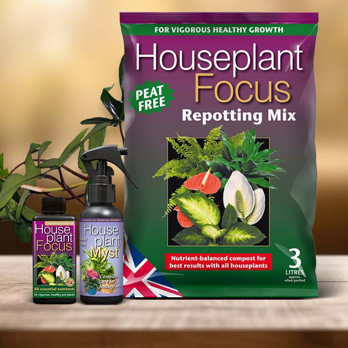 Philodendron Florida Green Plant Care Kit| Small Indoor Plants