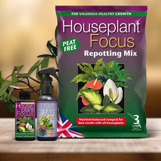 Philodendron Florida Green Plant Care Kit| Small Indoor Plants