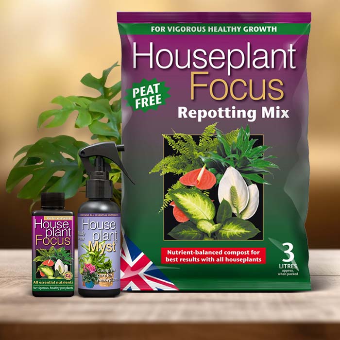Philodendron Minima Plant Care Kit| Small Indoor Plants