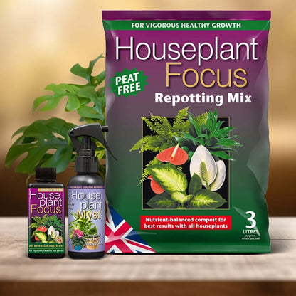 Philodendron Minima Plant Care Kit| Small Indoor Plants