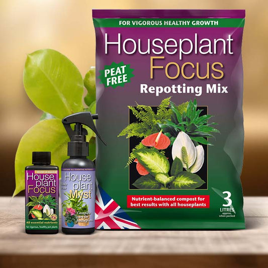 Philodendron Moon Shine Plant Care Kit| Small Indoor Plants