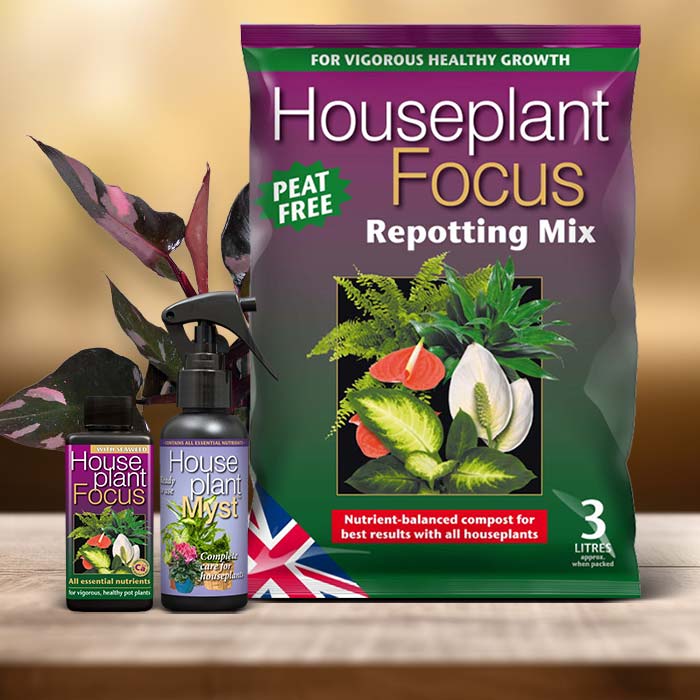 Philodendron Pink Princess Plant Care Kit| Small Indoor Plants