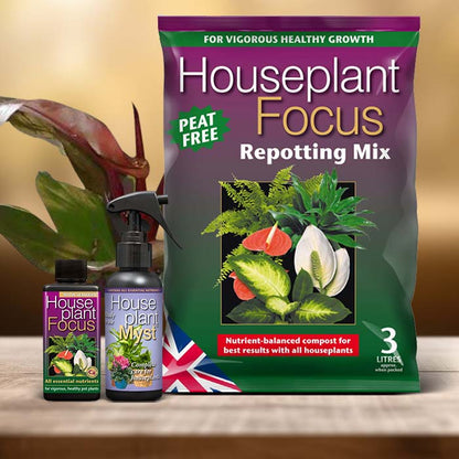 Philodendron Red Cherry Plant Care Kit| Small Indoor Plants