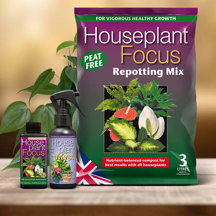 Philodendron Plant Care Kit| Small Indoor Plants