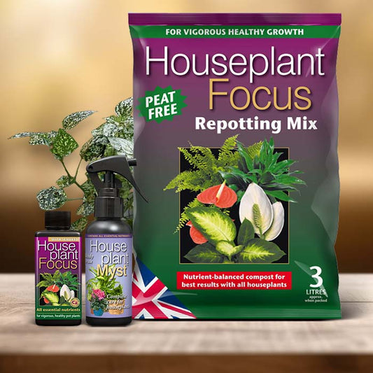 Polka Dot Plant Care Kit| Small Indoor Plants