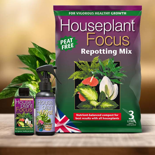 Pothos Plant Care Kit| Small Indoor Plants