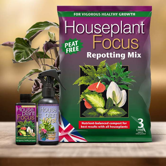 Prayer Plant Care Kit| Small Indoor Plants