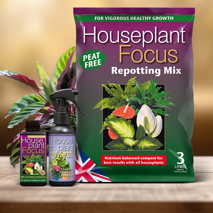 Rattlesnake Plant Care Kit| Small Indoor Plants