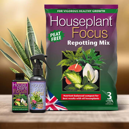 Sansevieria Plant Care Kit| Small Indoor Plants