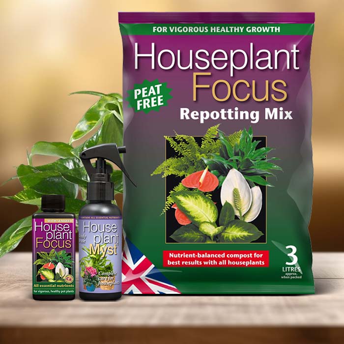 Scindapsus Plant Care Kit| Small Indoor Plants