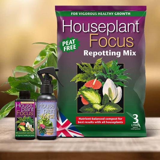 Scindapsus Plant Care Kit| Small Indoor Plants