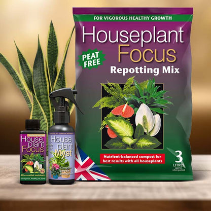 Snake Plant Care Kit| Small Indoor Plants