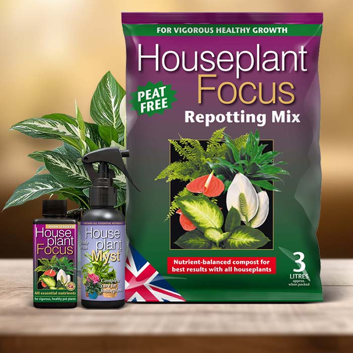 Spathiphyllum Plant Care Kit| Small Indoor Plants