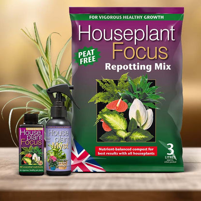 Spider Plant Care Kit| Small Indoor Plants