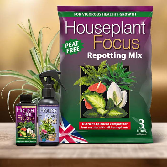 Spider Plant Care Kit| Small Indoor Plants