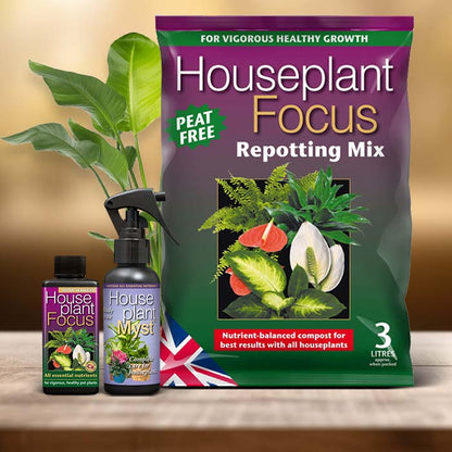 Strelitzia Plant Care Kit| Small Indoor Plants