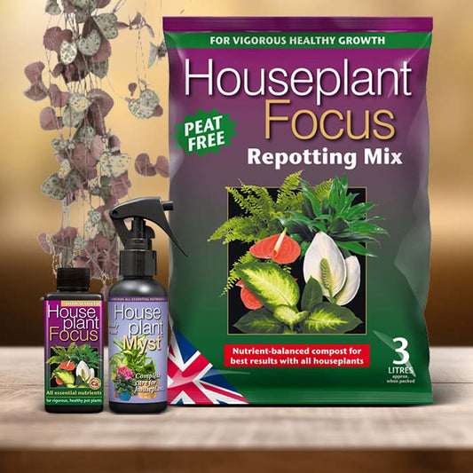 String of Hearts Plant Care Kit| Small Indoor Plants