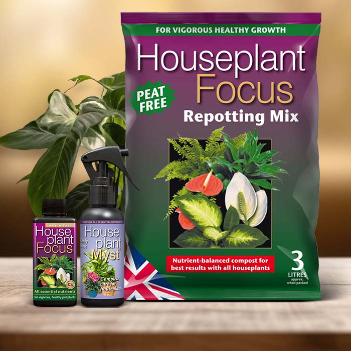 Sweetheart Plant Care Kit| Small Indoor Plants