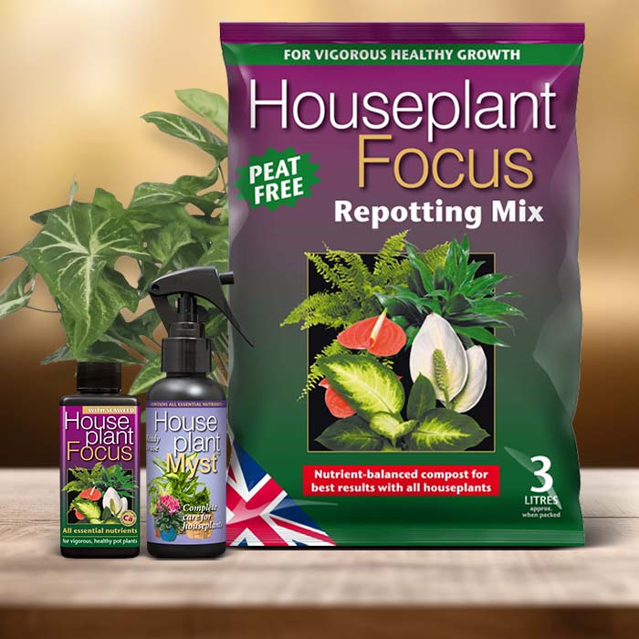 Syngonium Plant Care Kit| Small Indoor Plants