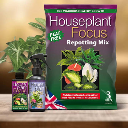 Syngonium Plant Care Kit| Small Indoor Plants