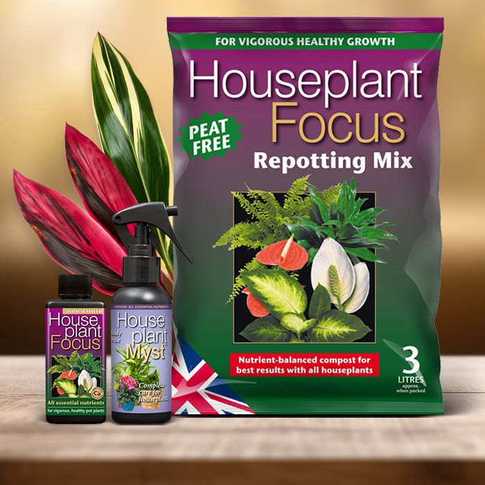 Ti Plant Care Kit| Small Indoor Plants