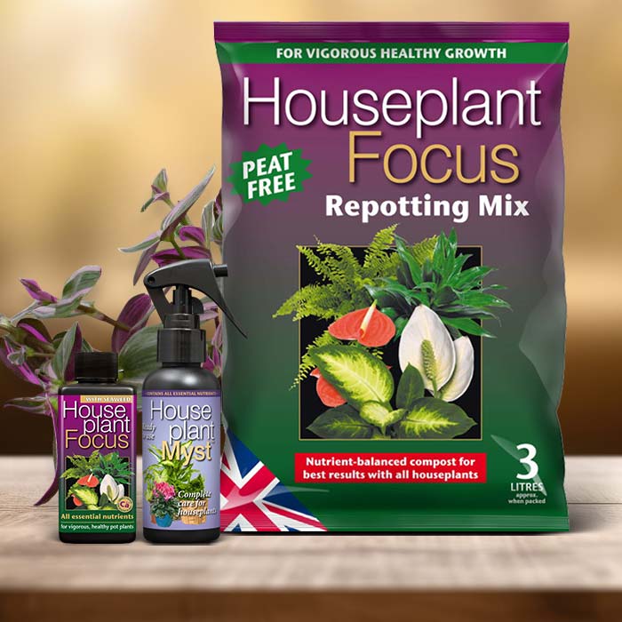 Tradescantia Nanouk Plant Care Kit| Small Indoor Plants