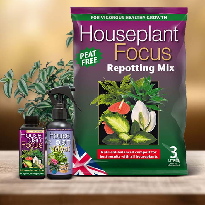 Tradescantia Plant Care Kit| Small Indoor Plants